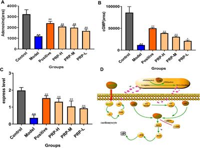 Poria cum Radix Pini Rescues Barium Chloride-Induced Arrhythmia by Regulating the cGMP-PKG Signalling Pathway Involving ADORA1 in Zebrafish